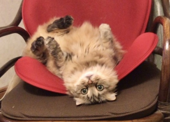 手作り石けん用品